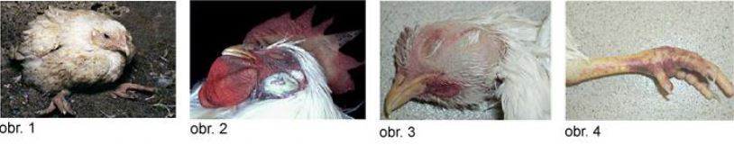 Ilustrativní obrázky příznaků